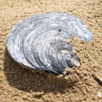 elements-beach-4 eco art kids summer scheme northern ireland